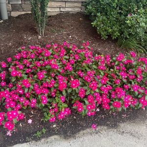 Meet your Posher, Isabella